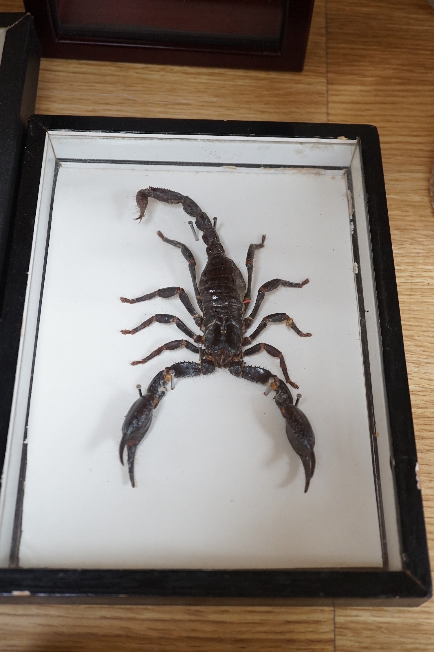 Two cased taxidermic butterflies, stag beetle, one other beetle and two ostrich eggs
